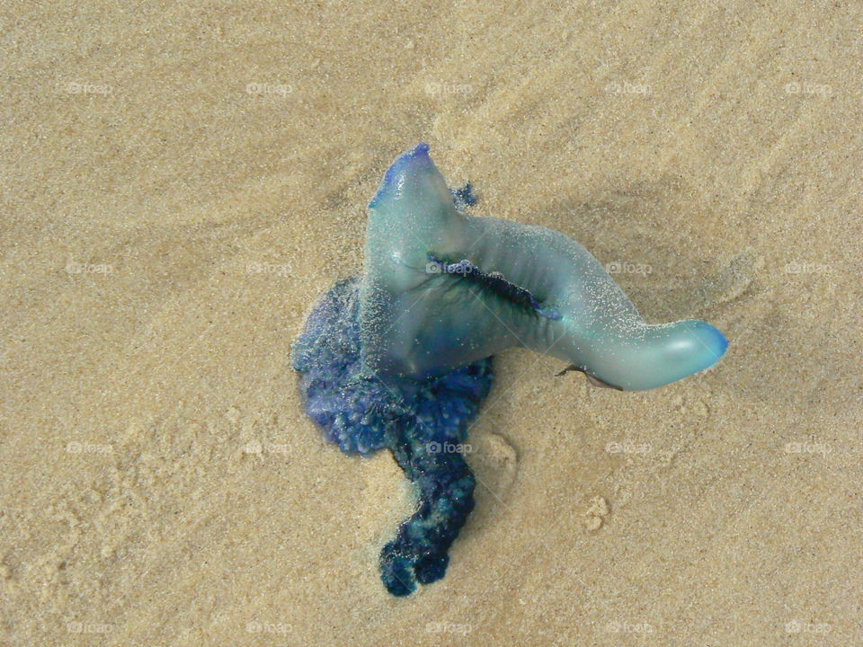 Beached Jellyfish
Moreton Island, Australia