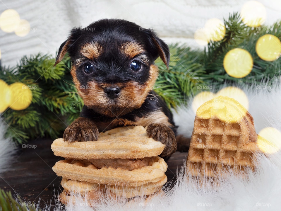 Yorkshire Terrier puppy with cookies in Christmas decor