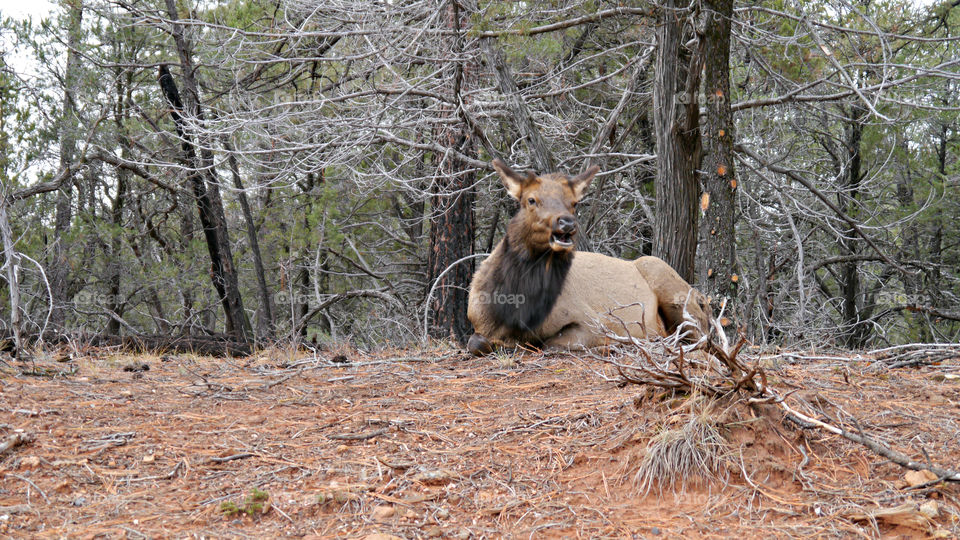 Elk in foresy at Grand Canyon . December 2014