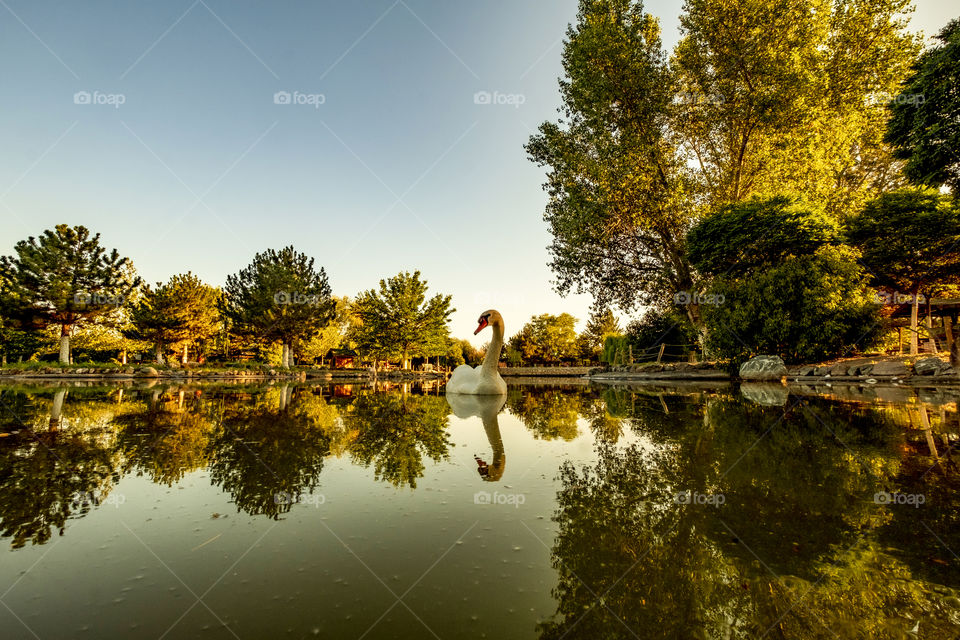 Swan in a lake