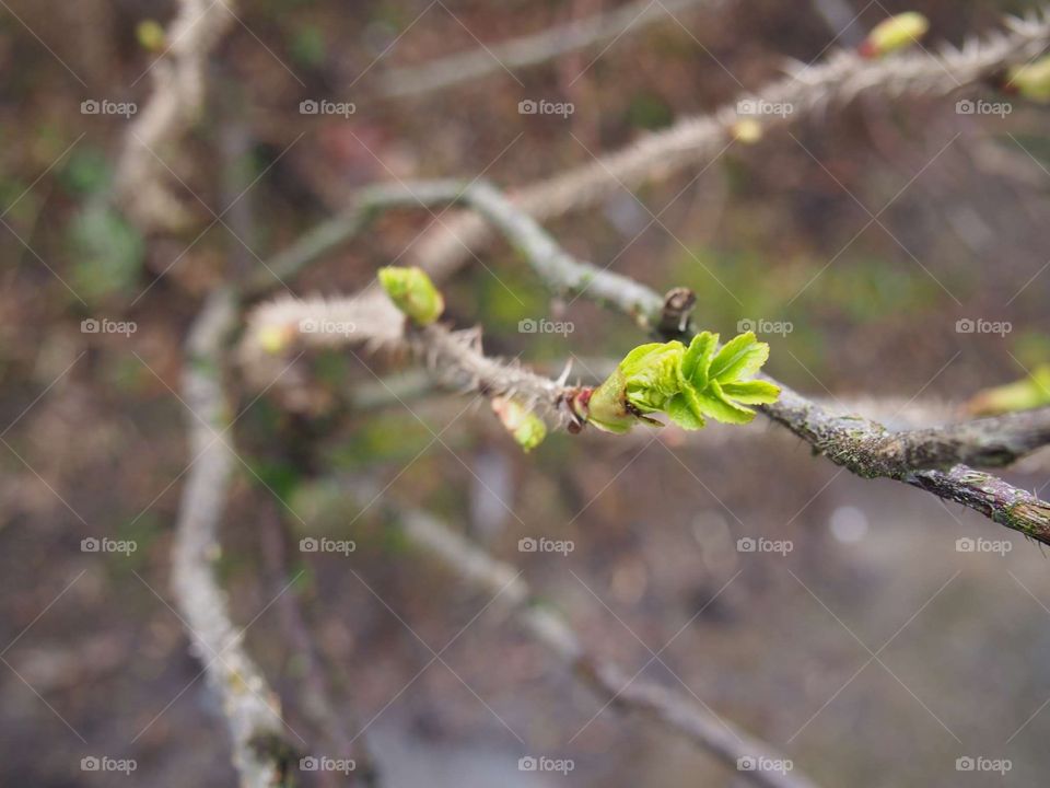 the most beautiful spring green