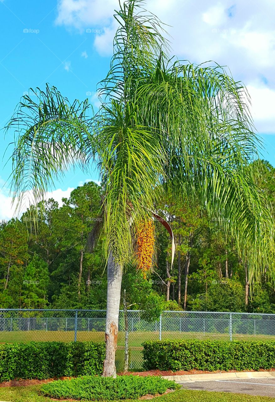 Summer, No Person, Nature, Tropical, Tree