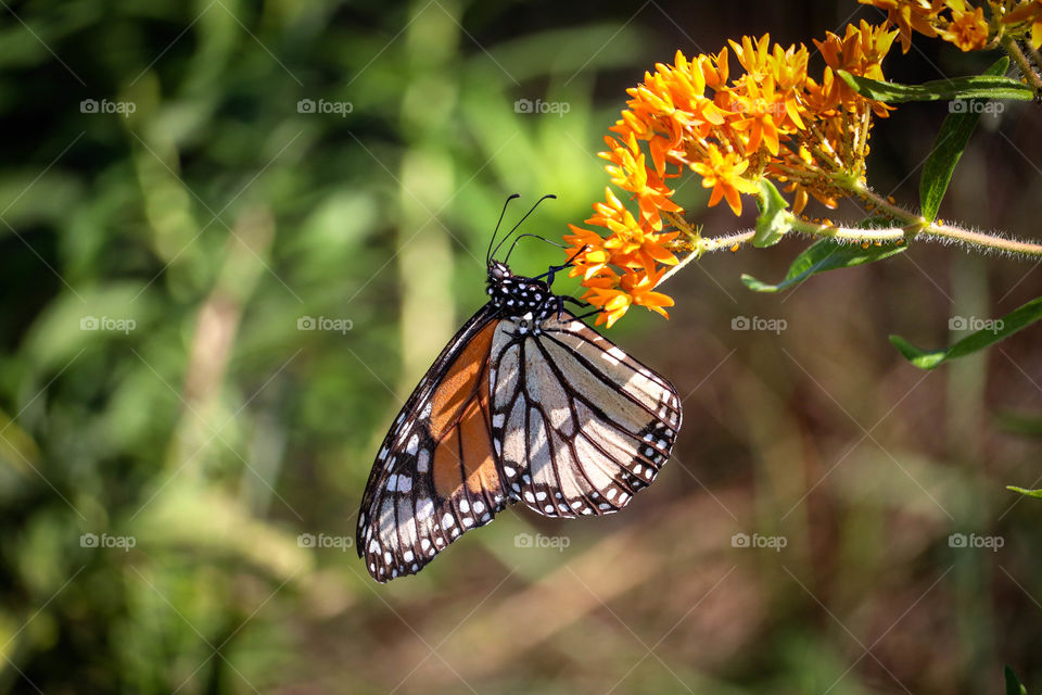 Monarch butterfly on an orange flower