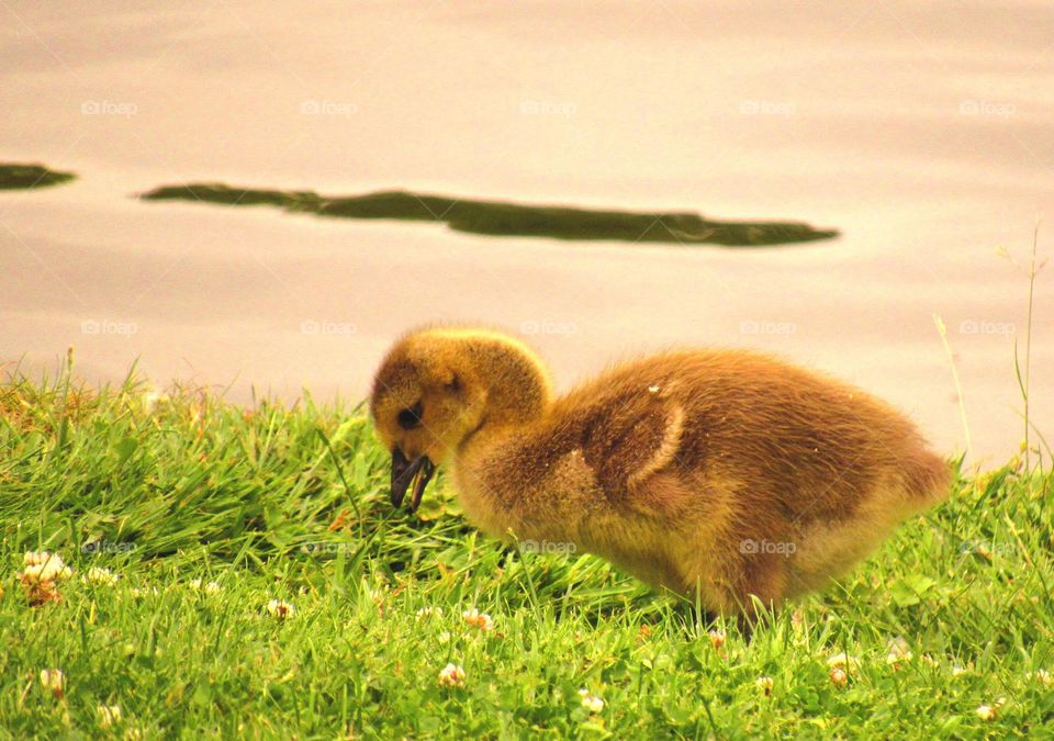 baby goose