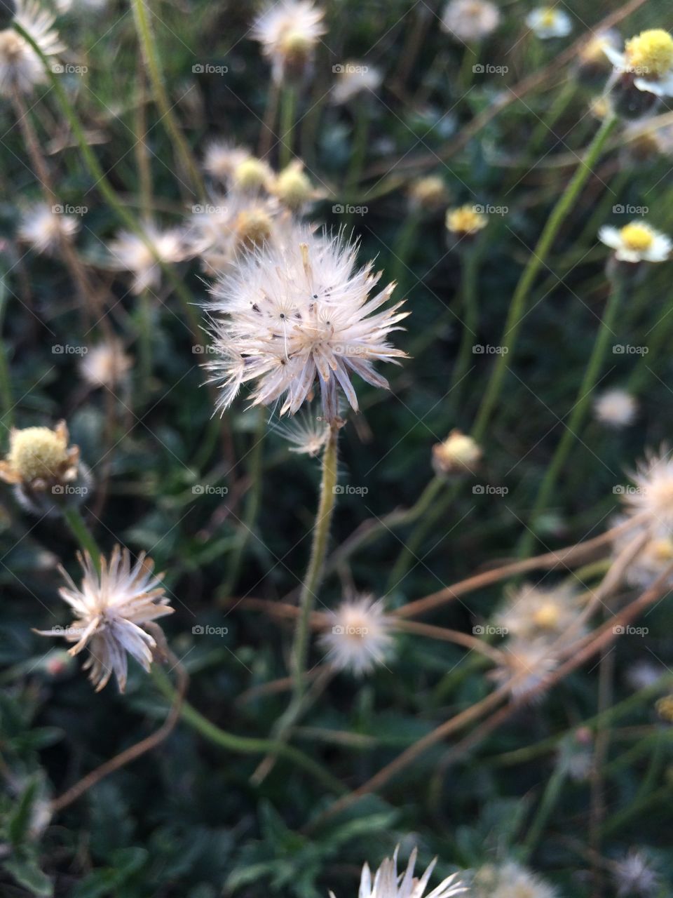 The beautiful dry flowers in my farm.....wow