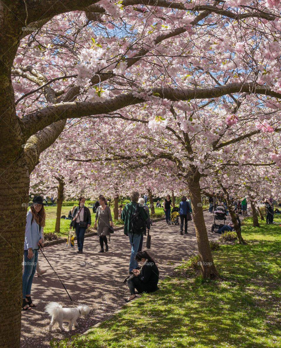 Pink park