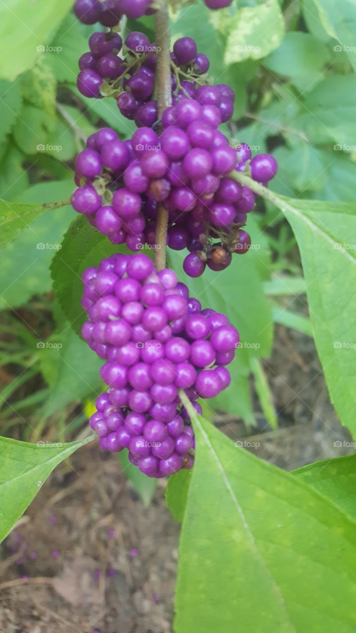 purple berries
