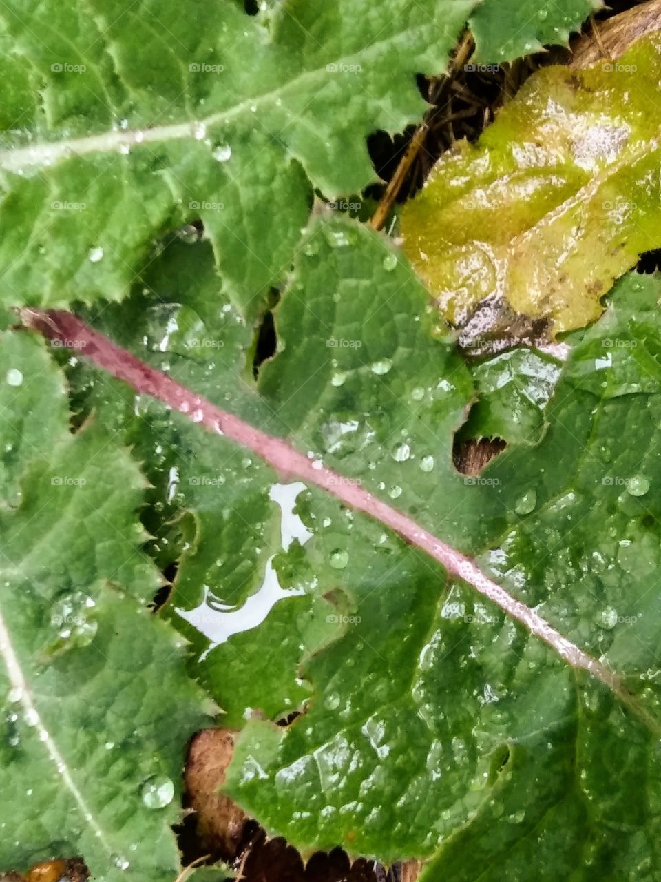 wet dandelion leaves