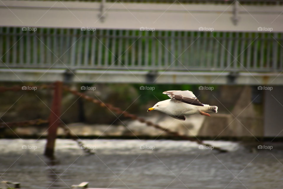 Flying seagull