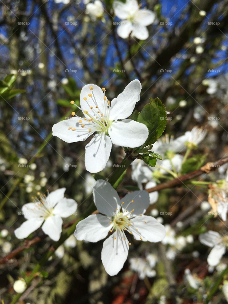 Another blossom close up! I just love them. Gorgeous, pure, crisp white flowers signifying the joys of spring. 