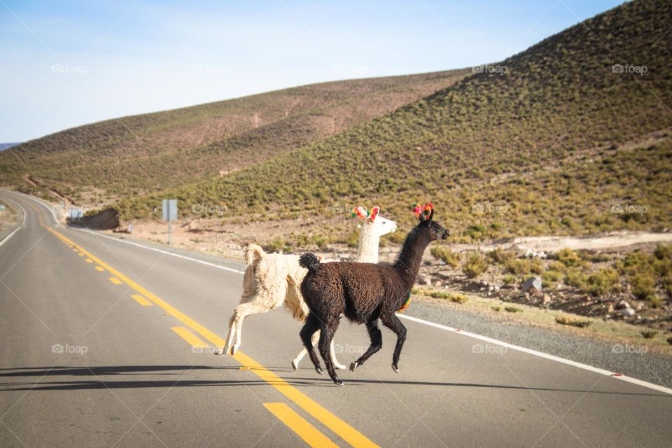 Llamas are crossing the road