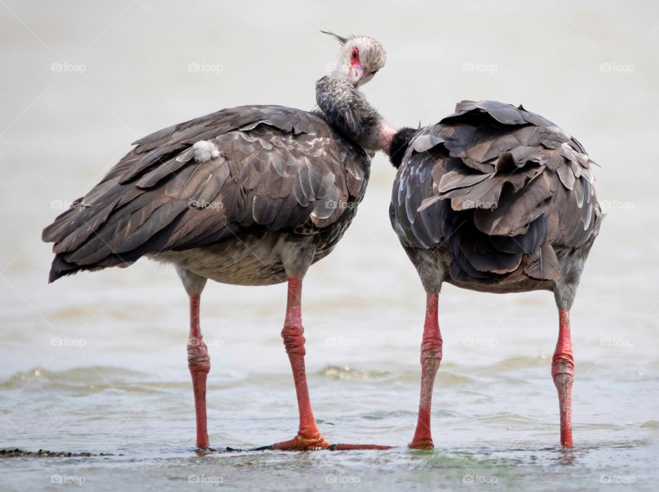 Casal de Anhumas namorando na beira do rio