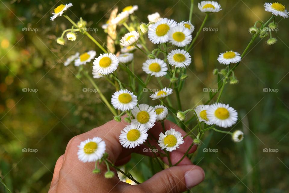 summer beautiful nature little camomile flowers and female hand in sunlight green background, nature lovers 💚