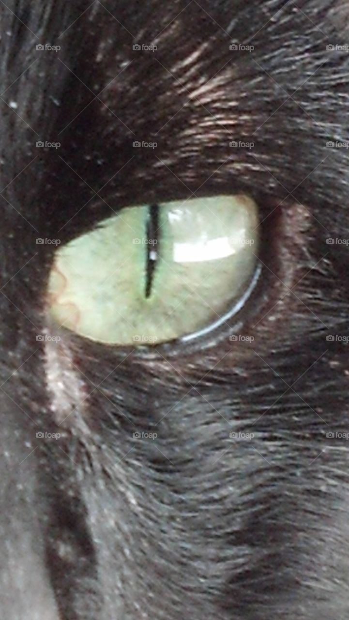 the eye of the... house cat