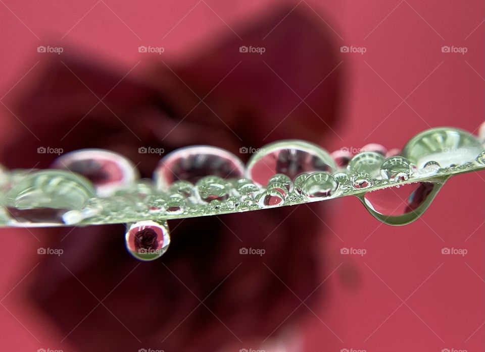 Water refraction of red rose in water drops