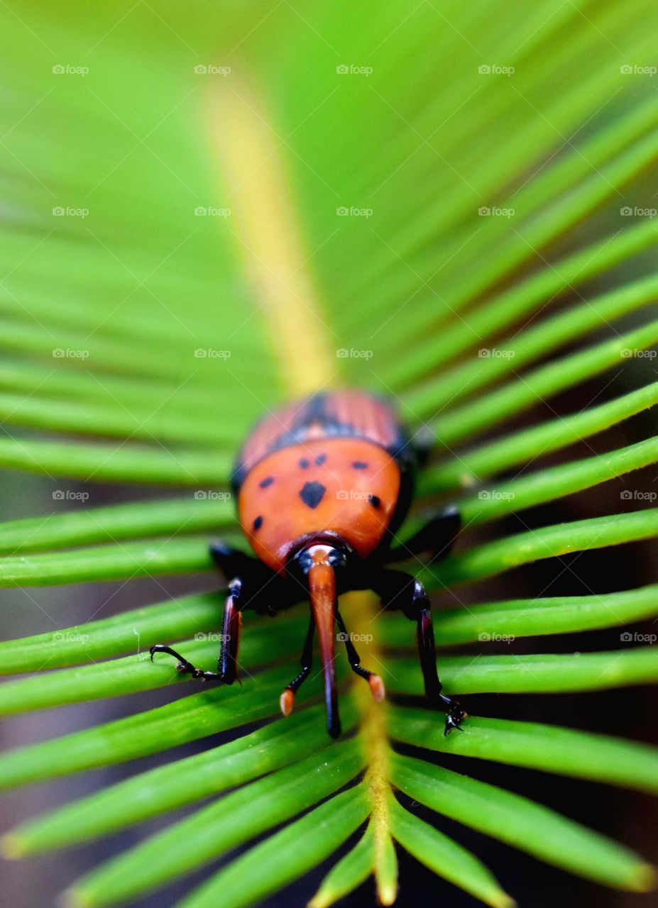 red palm weevil