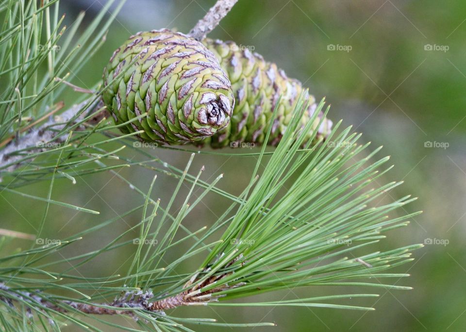 Pine cone 