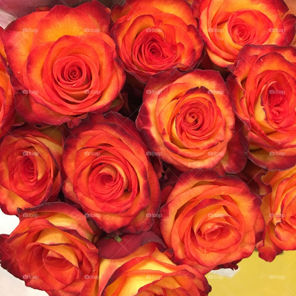 Orange and yellow roses, close up.
