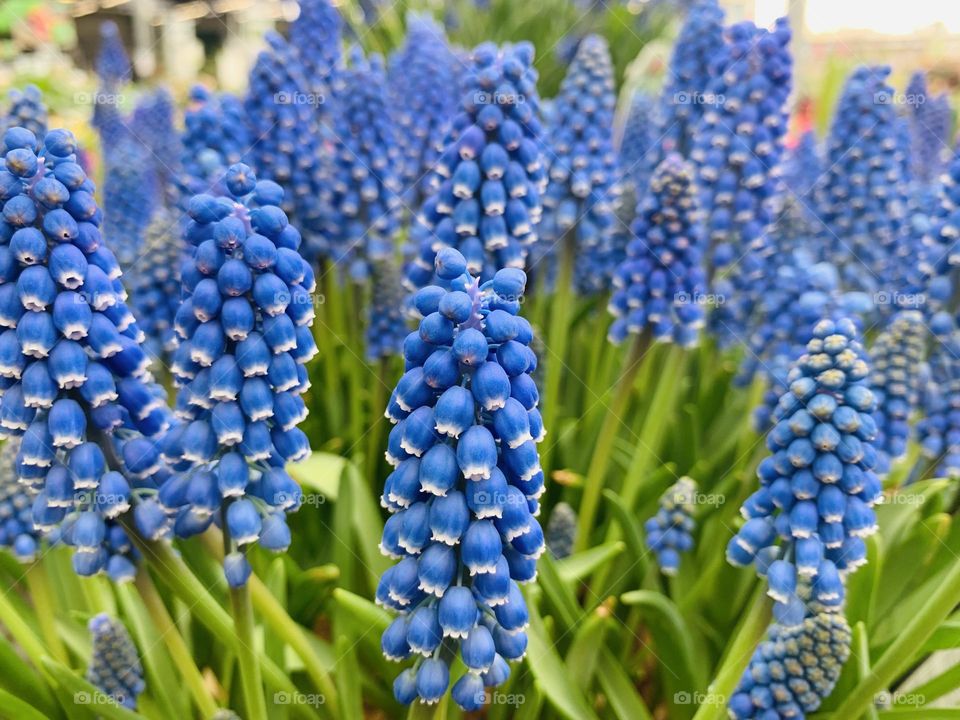 Muscari flowers