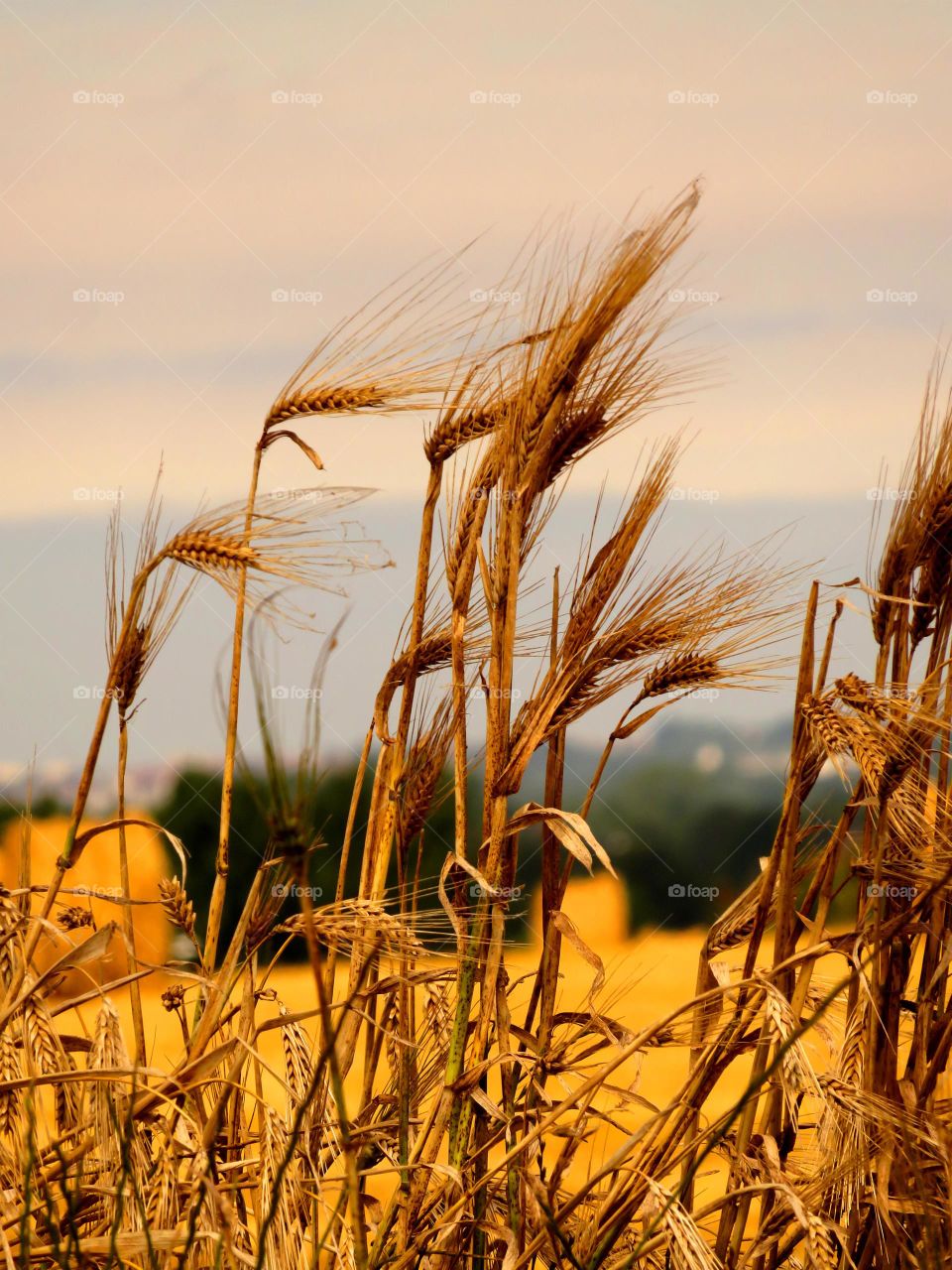 Close-up of wheat plants growing in farm