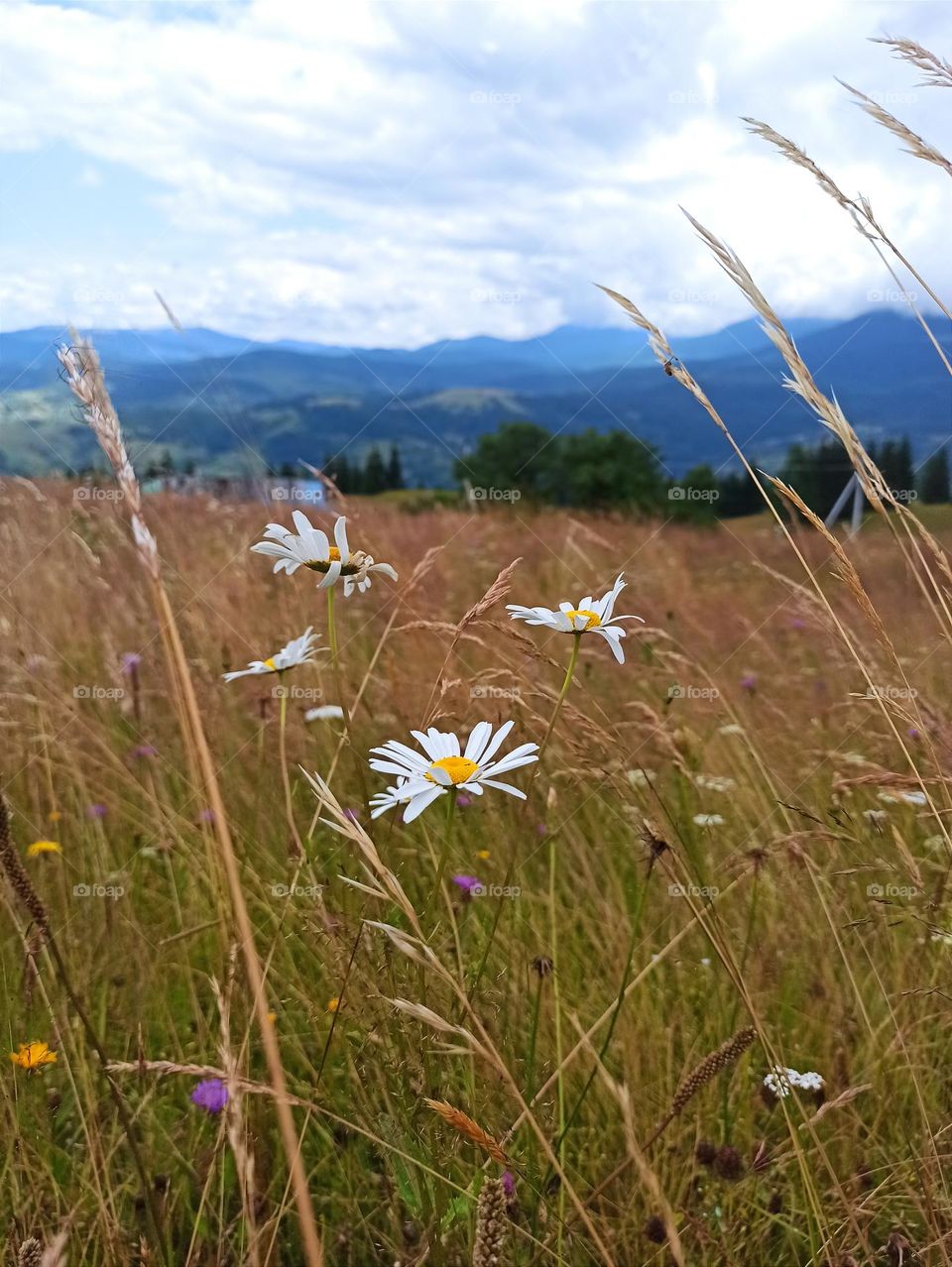 Your favourite travel destination
My beloved Carpathians. Green flower meadows. Cows with bells around their necks. Unforgettable trip across Ukraine. Mountains Dragobrat. Magnificent nature.
