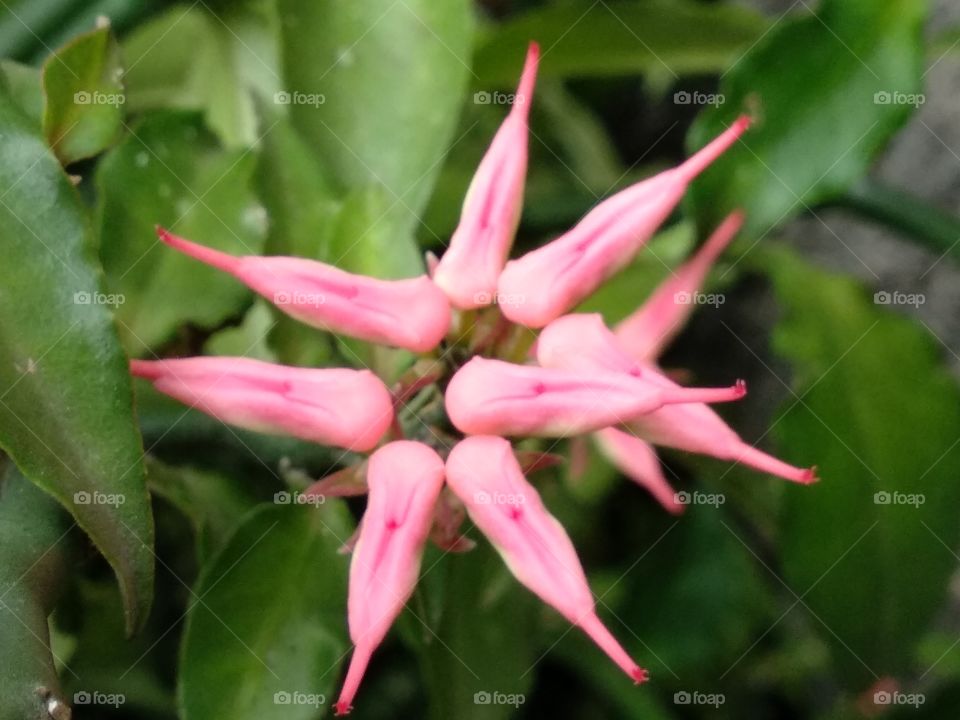 Exotic Pink Flower