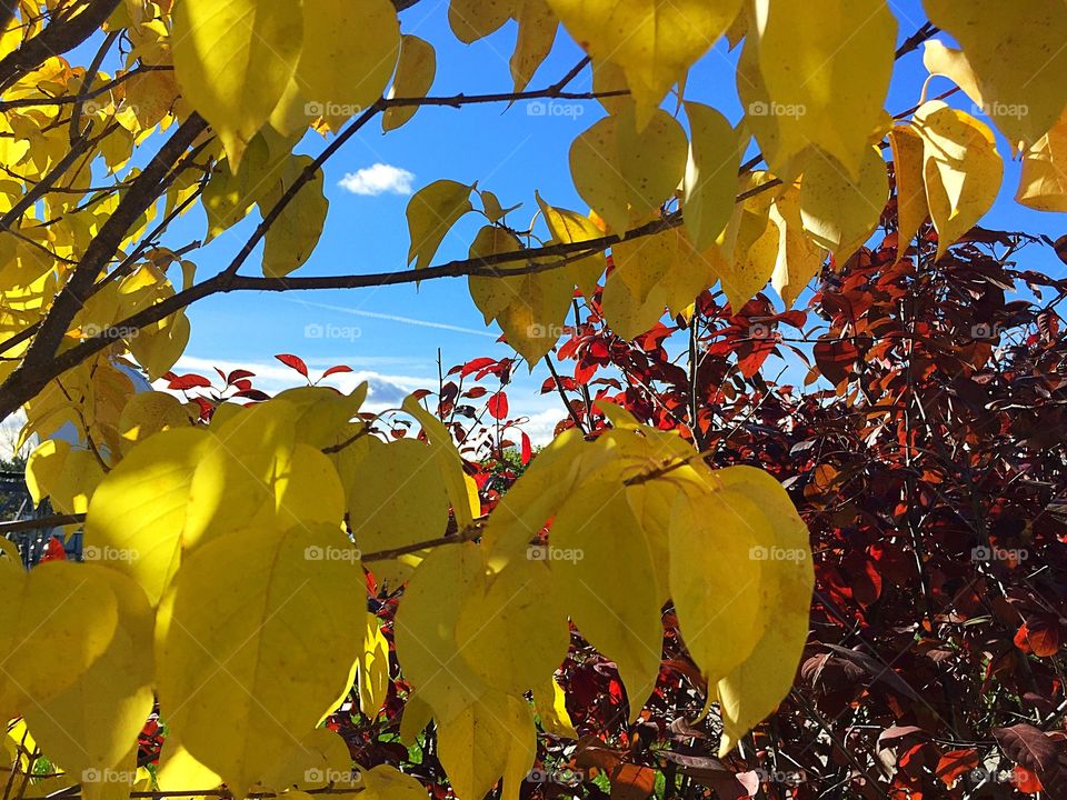 Autumn’s contrasting colours with blue sky