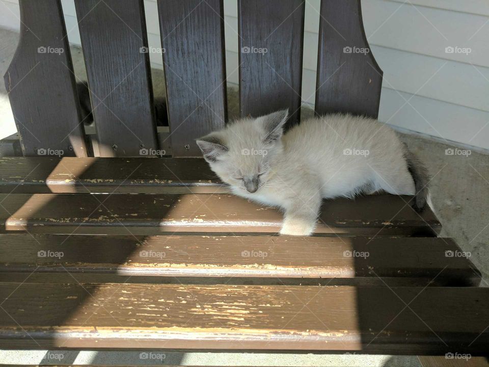 sleeping kitten