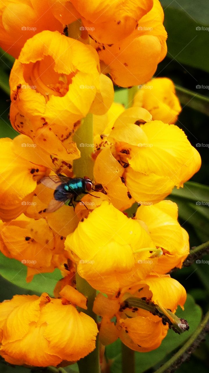 flowers and insects