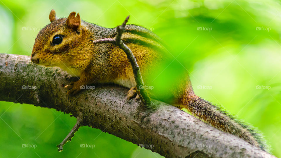 Eastern chipmunk squirrel