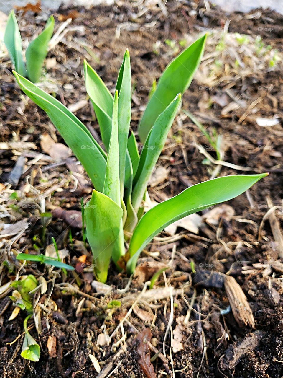 tulip beginning to grow in spring