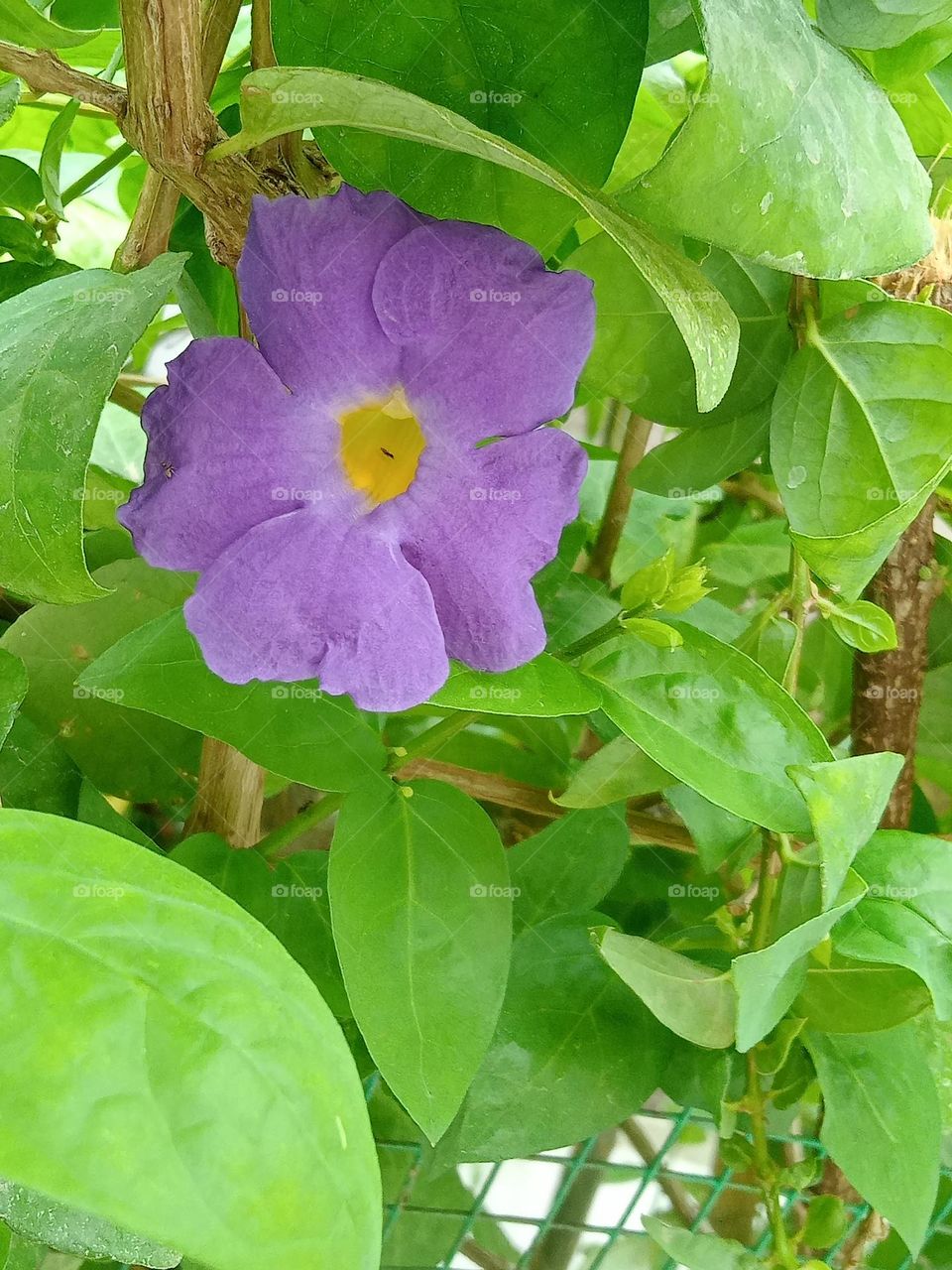 ravarma green violet