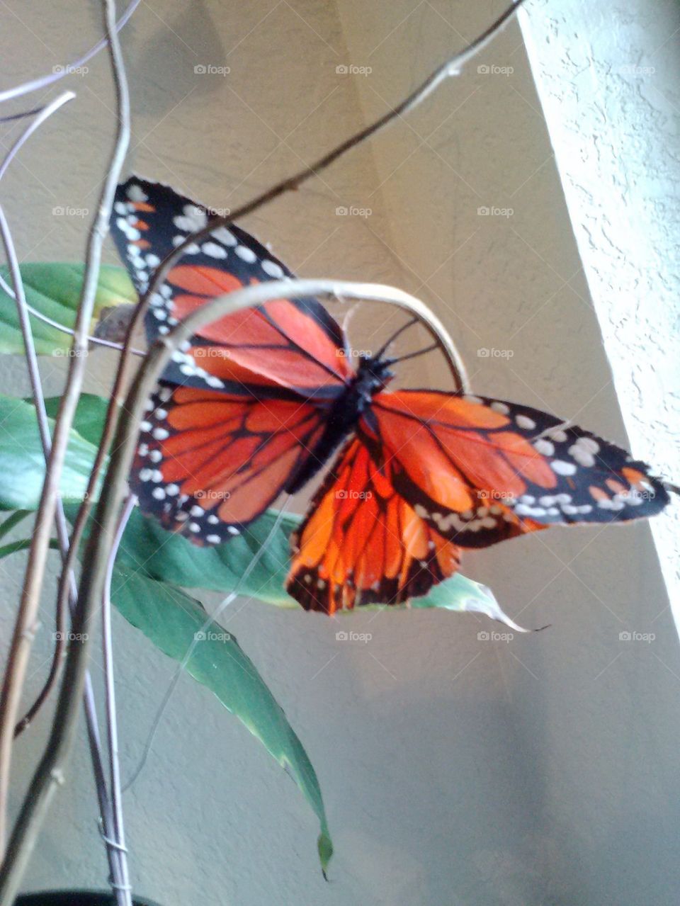 Fly Butterfly 