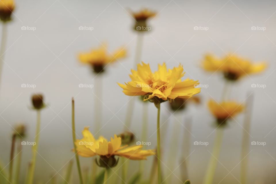 Yellow flowers 