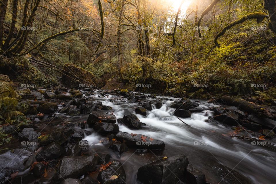 Creek flows through beautiful lush woodland forest on autumn morning in Oregon 