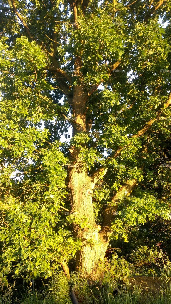 Vibrant Tree