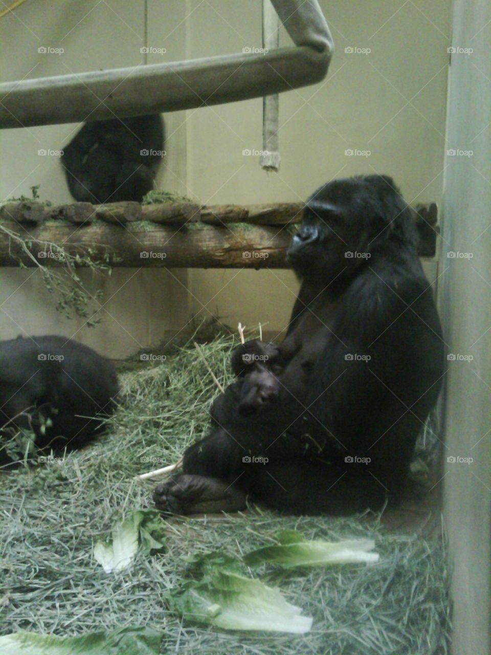 the sweetest joy motherhood at the zoo gorilla