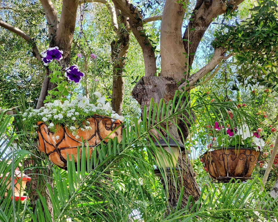 Hanging Flowers from a Tree