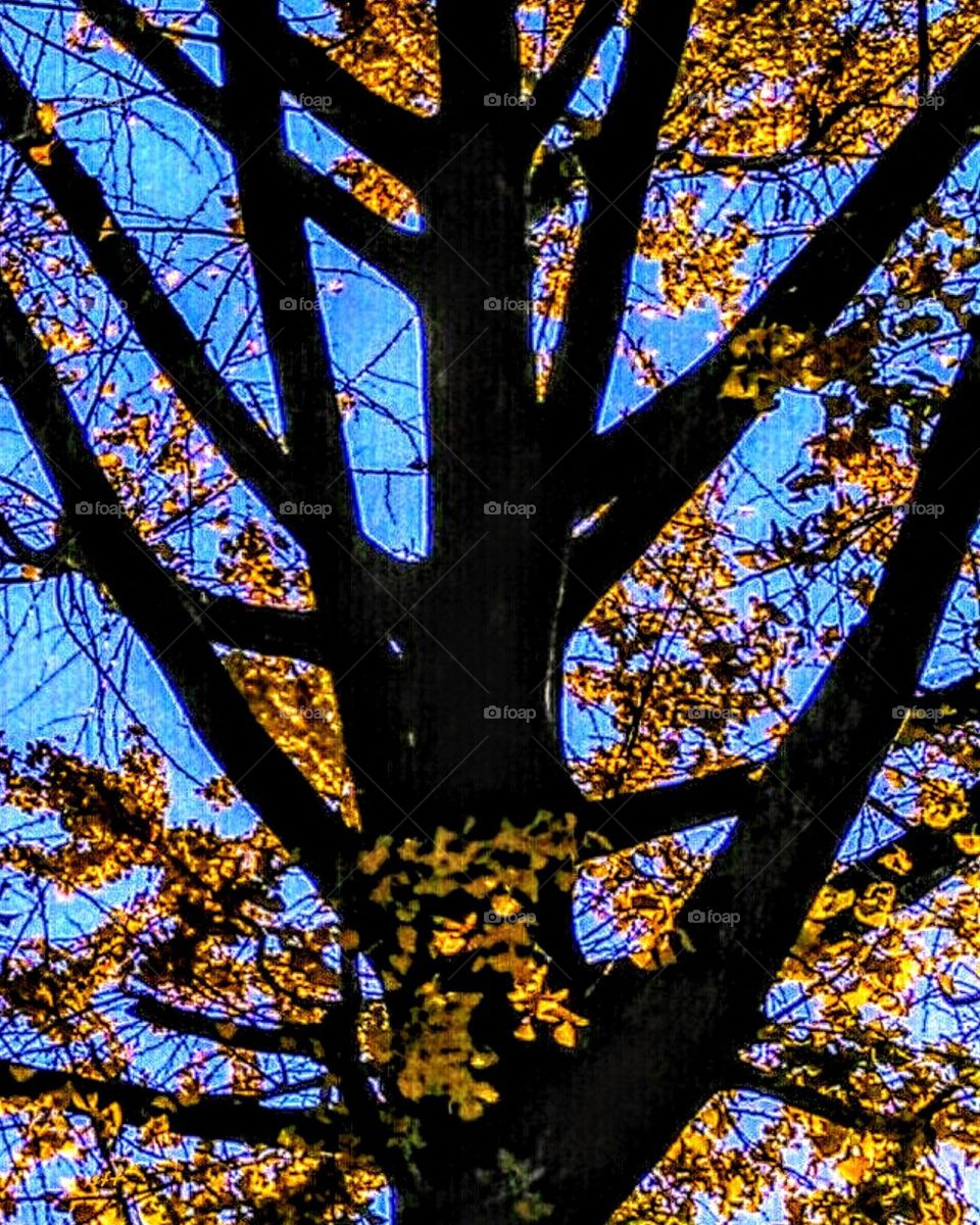 A ginkgo tree in the fall, it's color is very  strong in the blue sky. golden color leaves, black trunk and branches, plus blue sky, total three colors, but it is a specil beauty, also has a simple brightness.