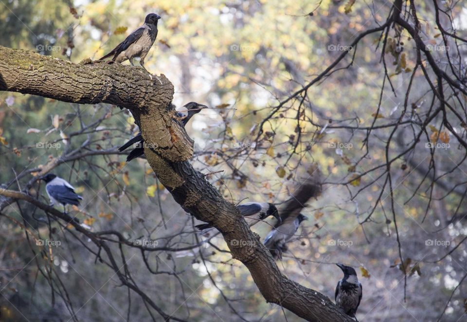 Crows on a branch