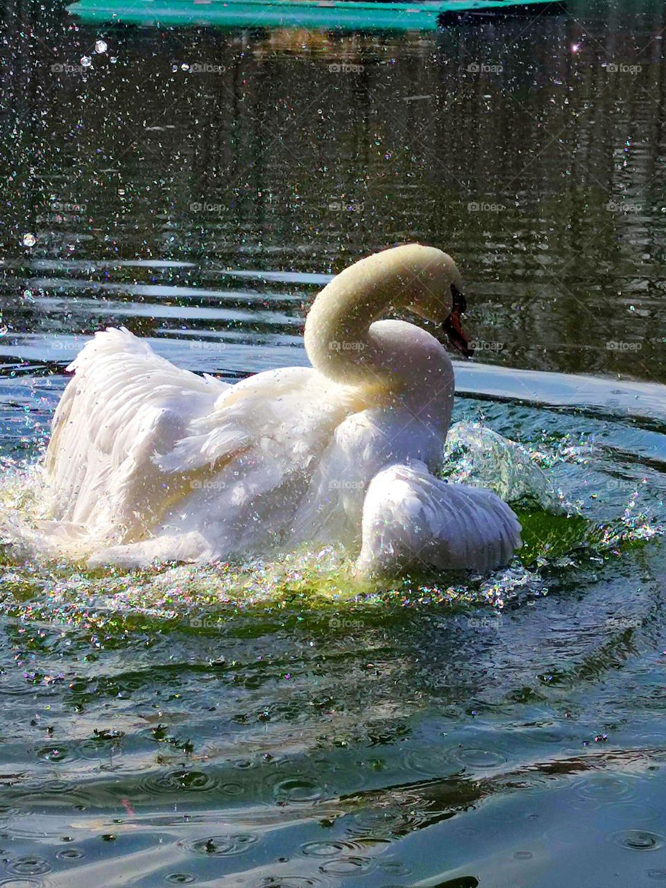Spring. Birds. A white swan splashes in the water. Water splashes sparkle in the sun