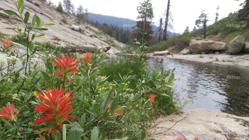 close up of flower with creek and mountain in background
