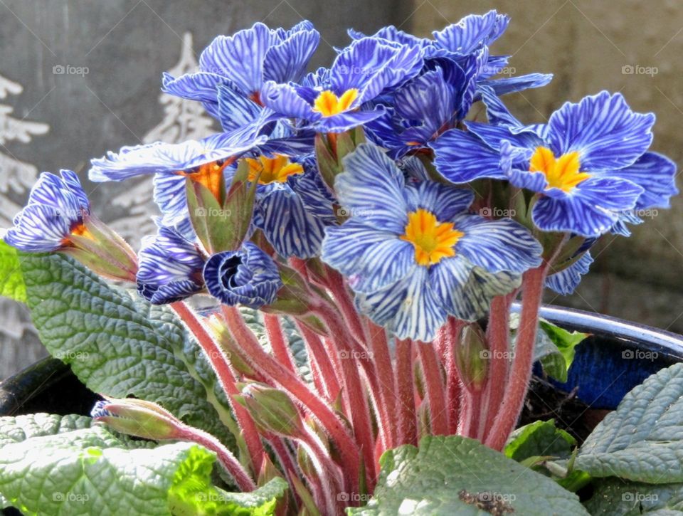 striped primula growing in the garden at spring time