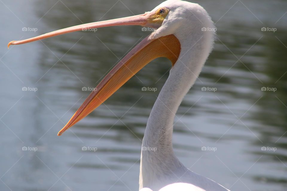 White Pelican with Open Beak