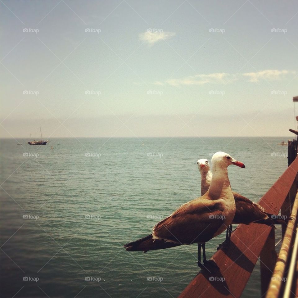 Sea gulls