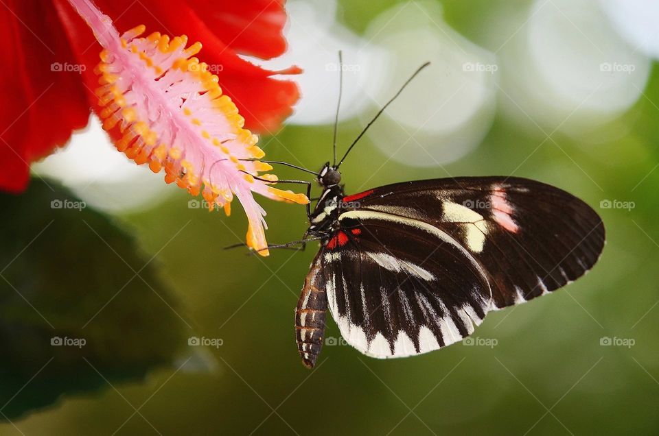 Beautiful and colourful butterfly