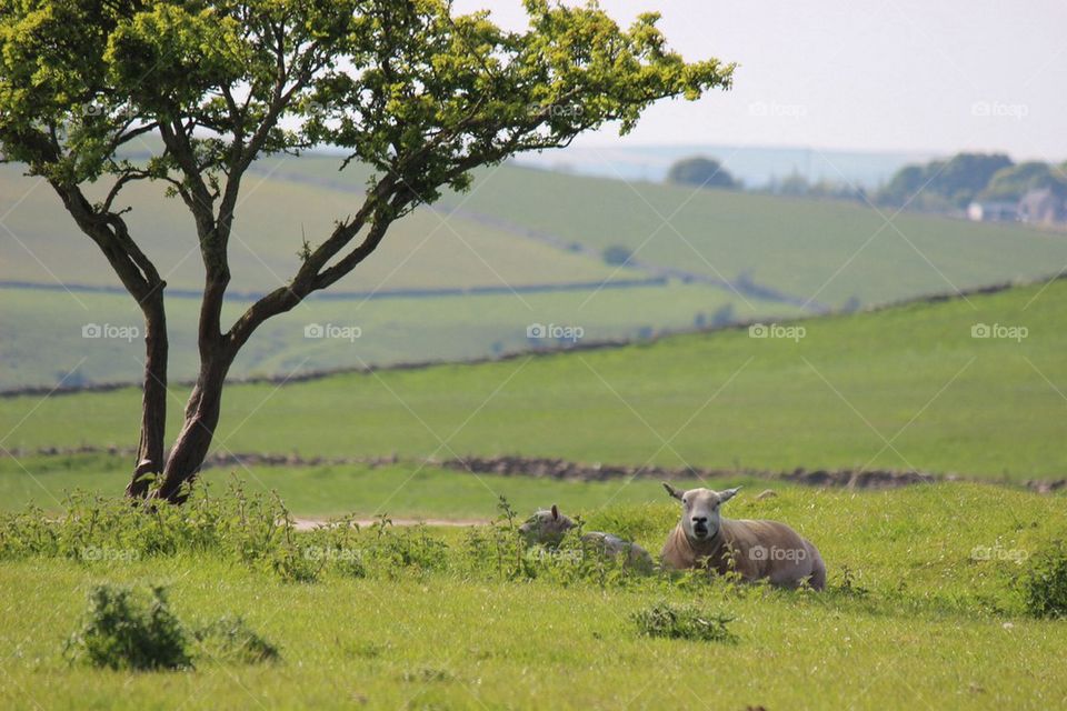 Relaxing in the shade