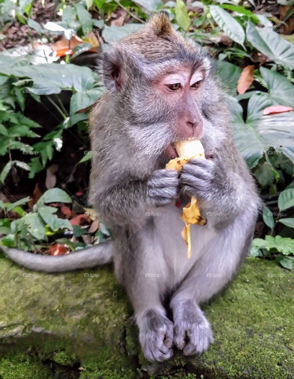 Monkey with a banana in the Monkey Forest, Ubud, Bali