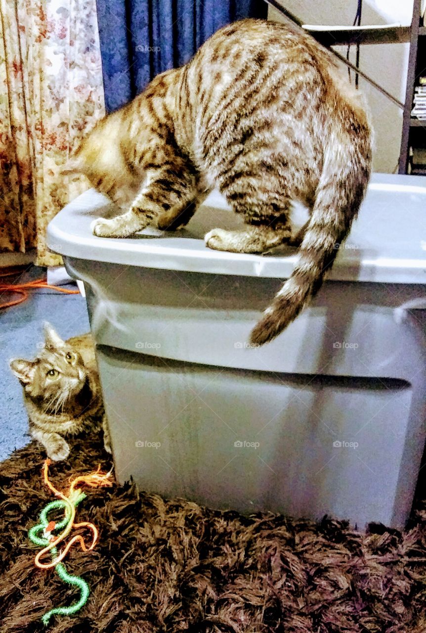 Kittens playful and daring