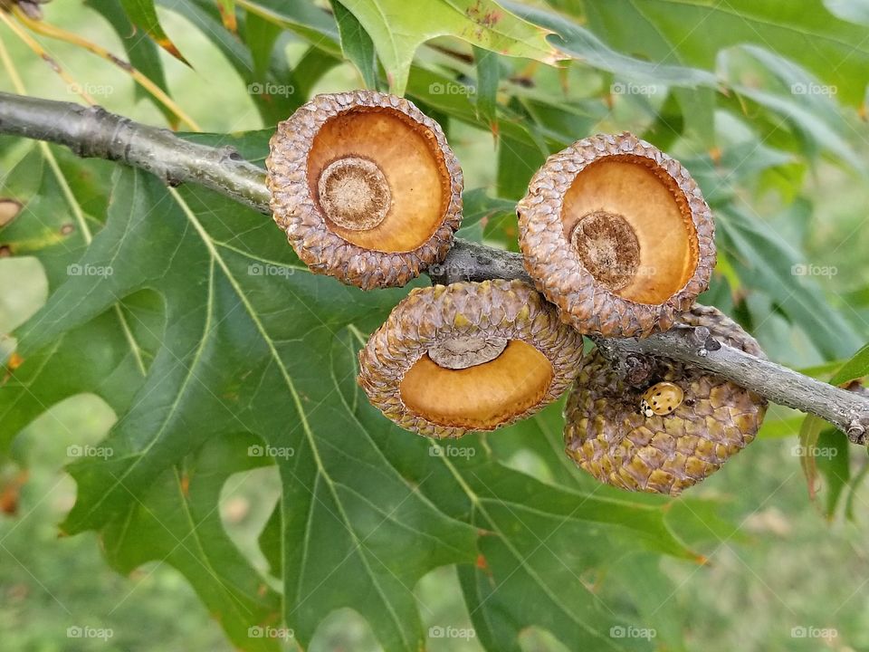 missing acorns